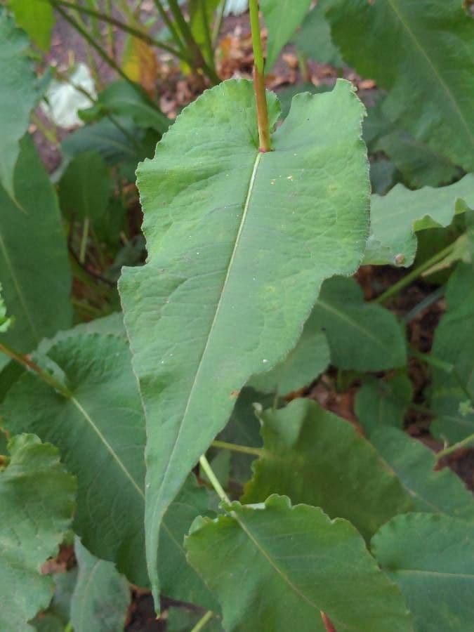 Poligono orientale 19