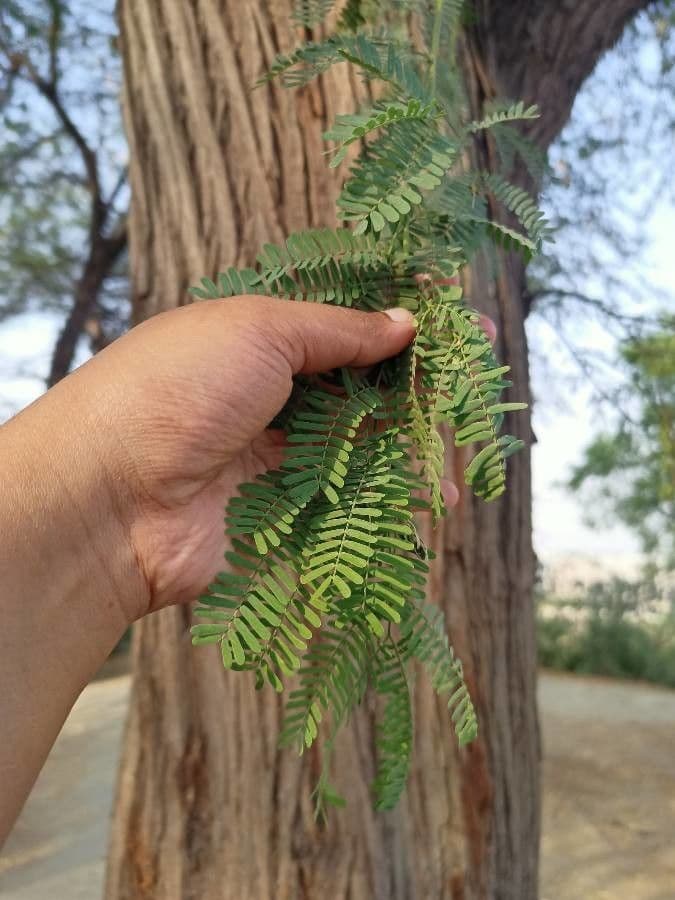 Prosopis 19