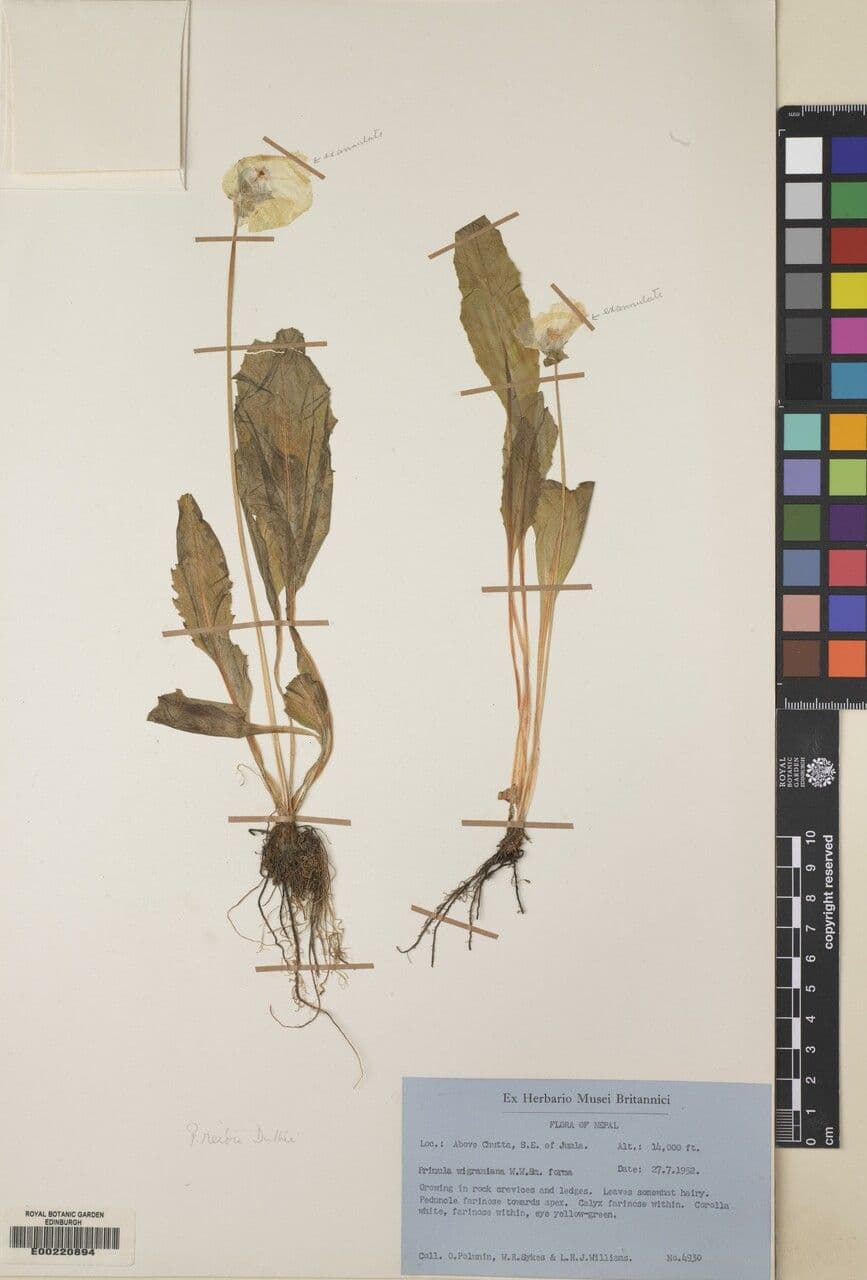 Primula 12
