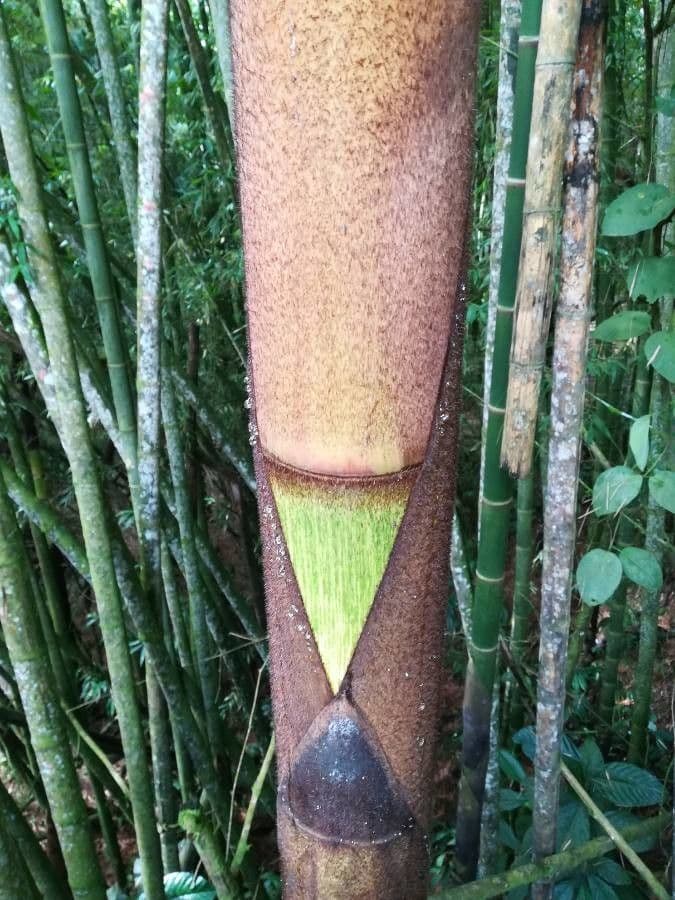 Guadua angustifolia 4