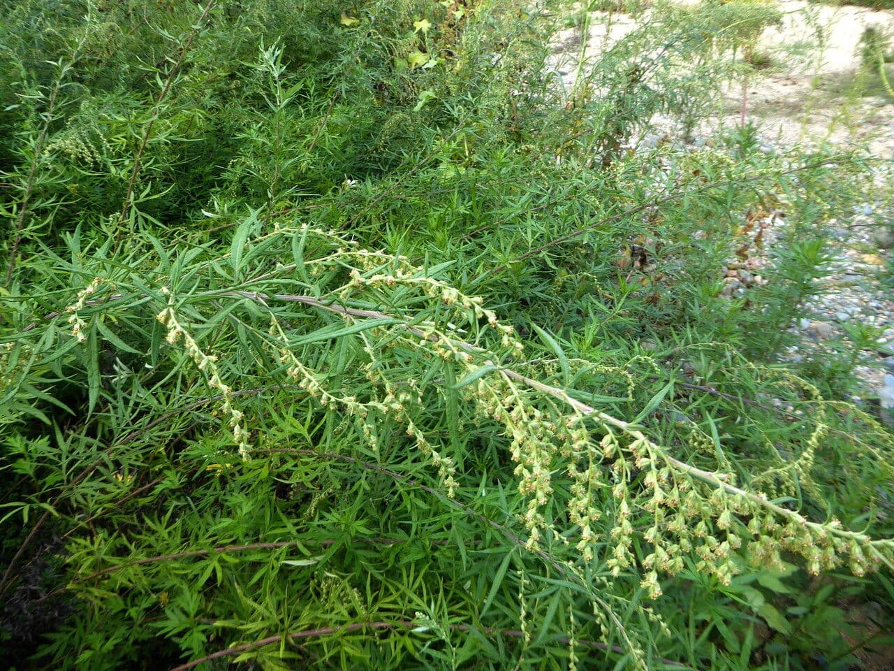 Bylica Verlota 15