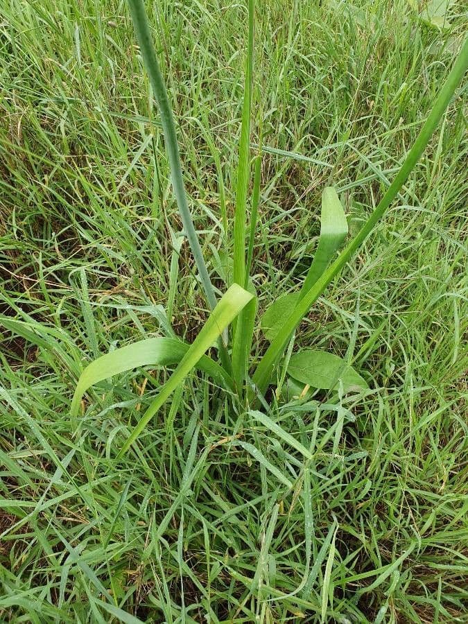 Albuca 9