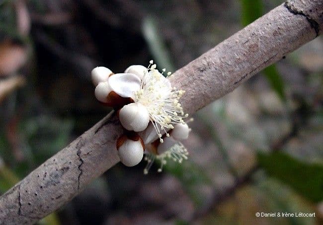 Eugenia 6