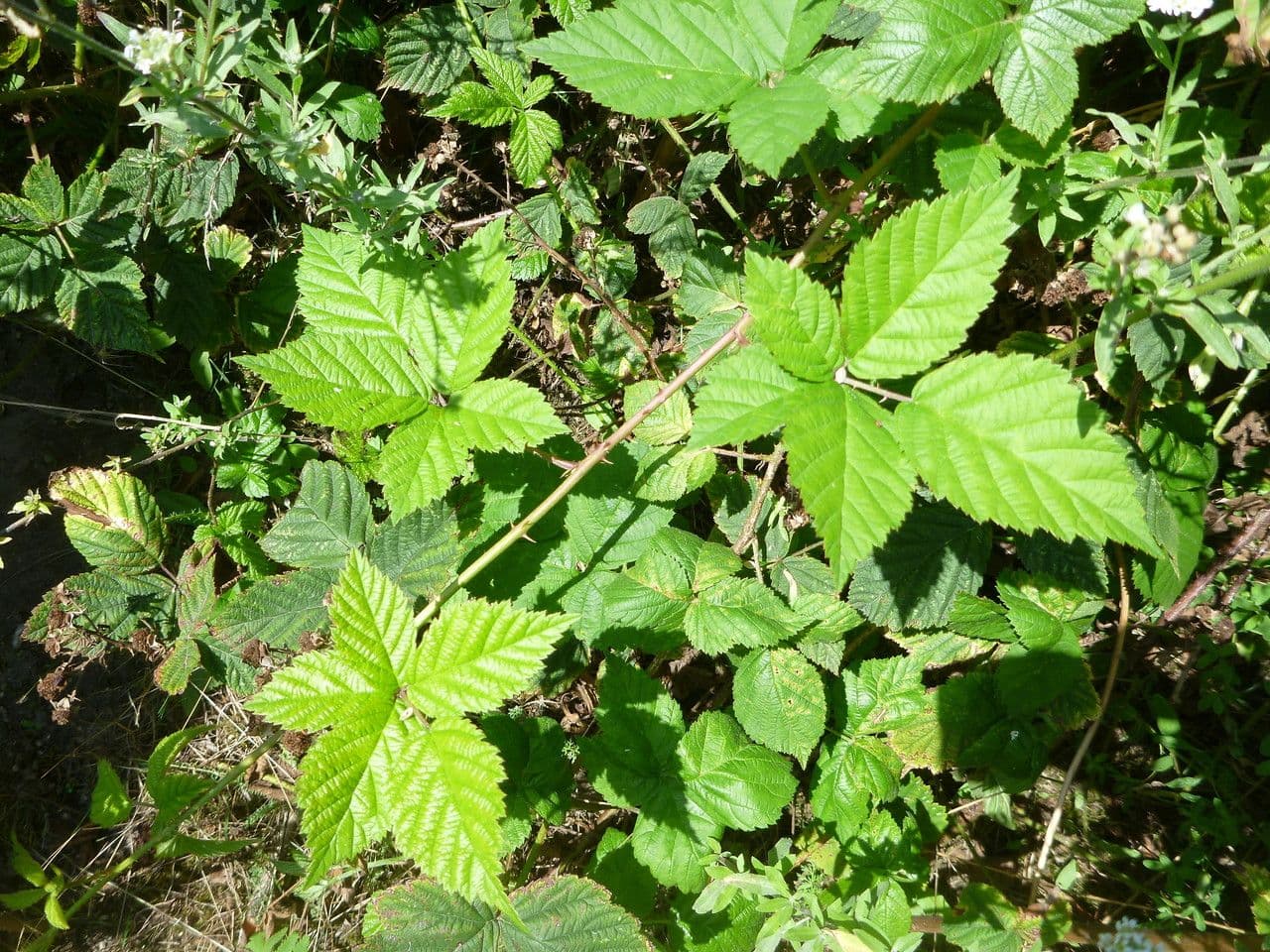 Rovo 6