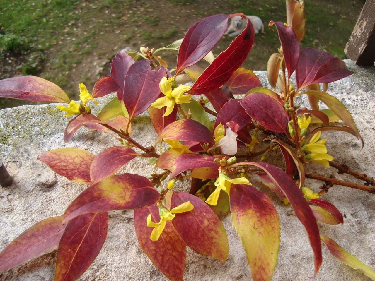 Forsythia pendula 26