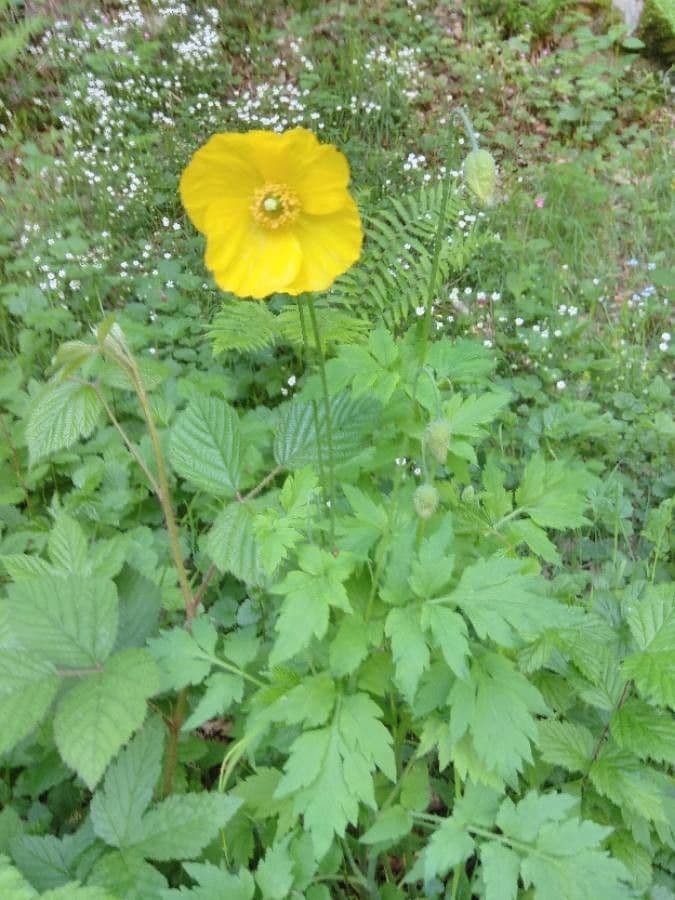 Wald-Scheinmohn 15