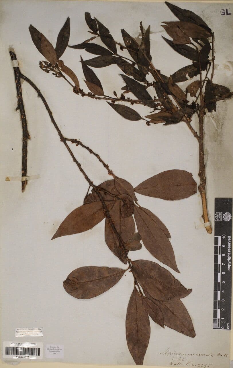 Myrsine semiserrata 9