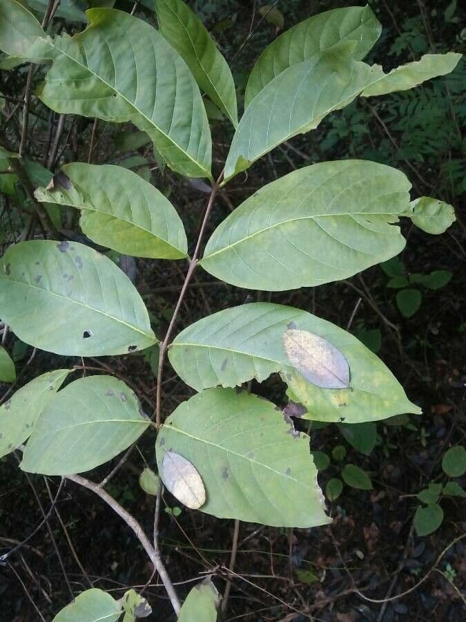 Holarrhena pubescente 11