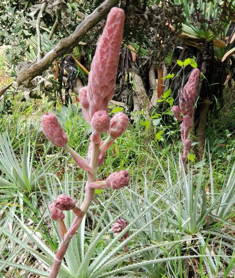 Puya