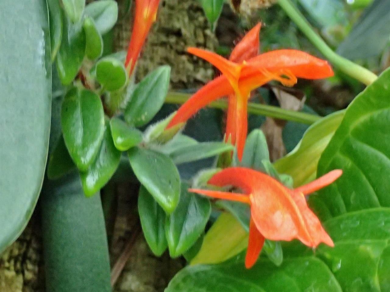 Columnea