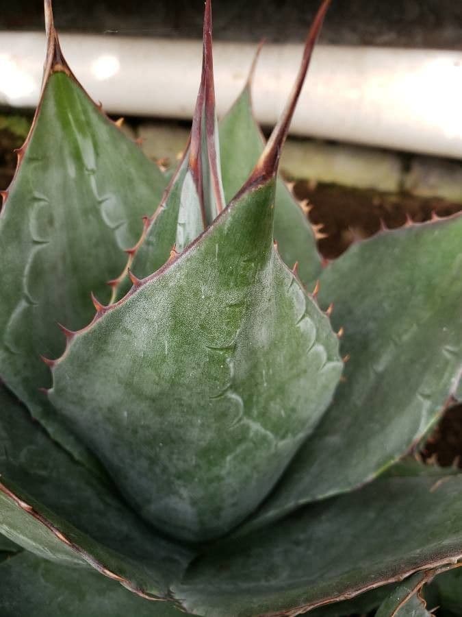 Agave 8
