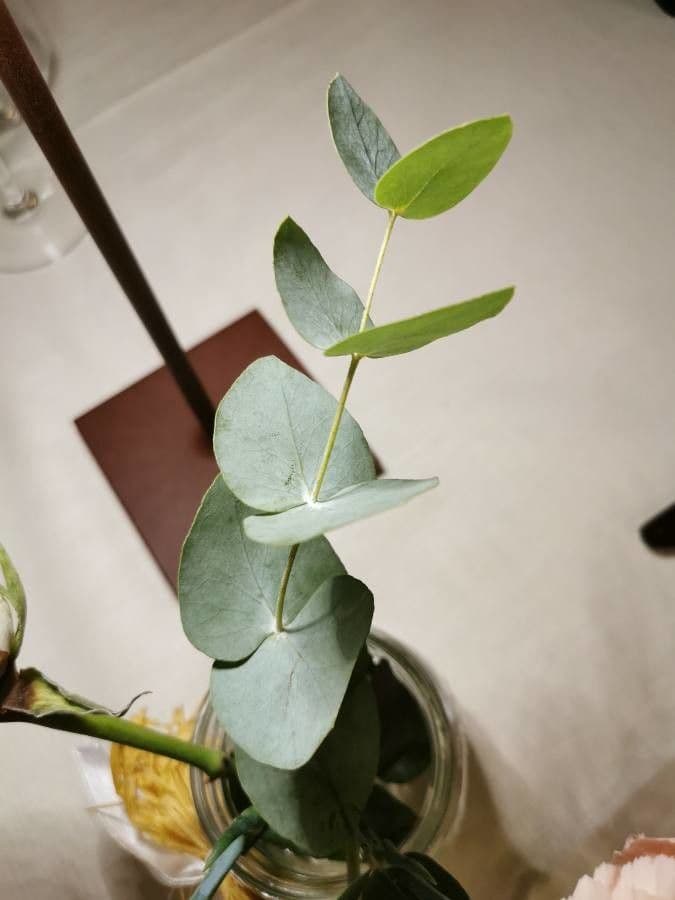 Gunn-Eukalyptus 20