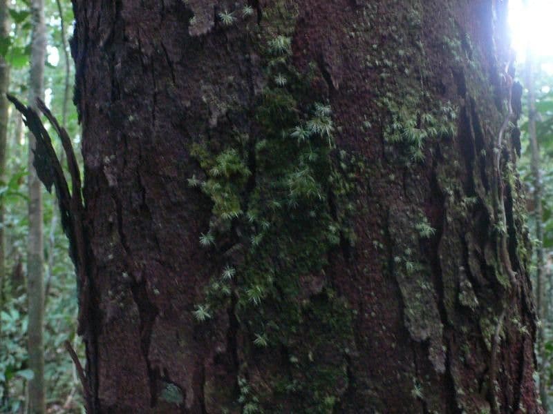 Vantanea 2