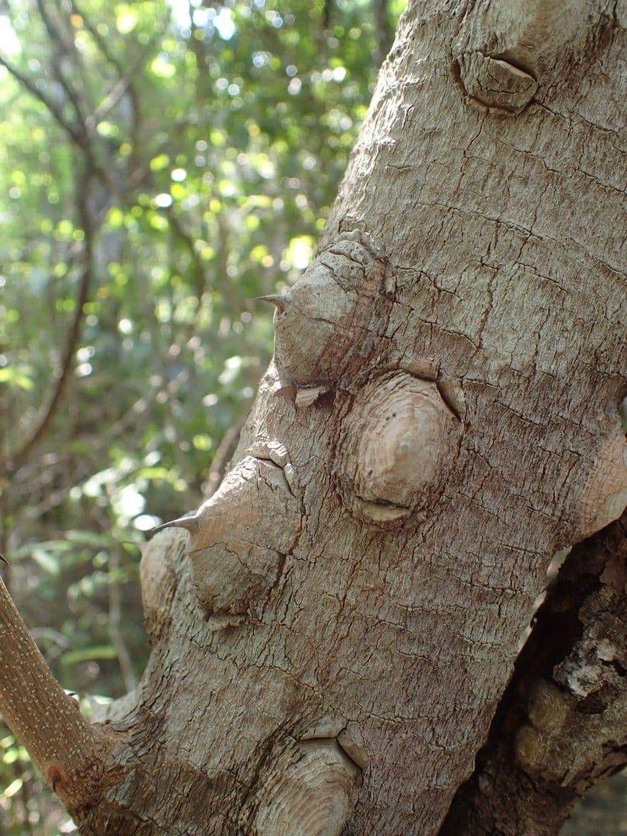 Zanthoxylum zanthoxyloides 14