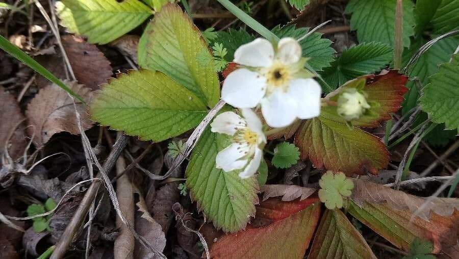 Strawberryleaf cinquefoil 15