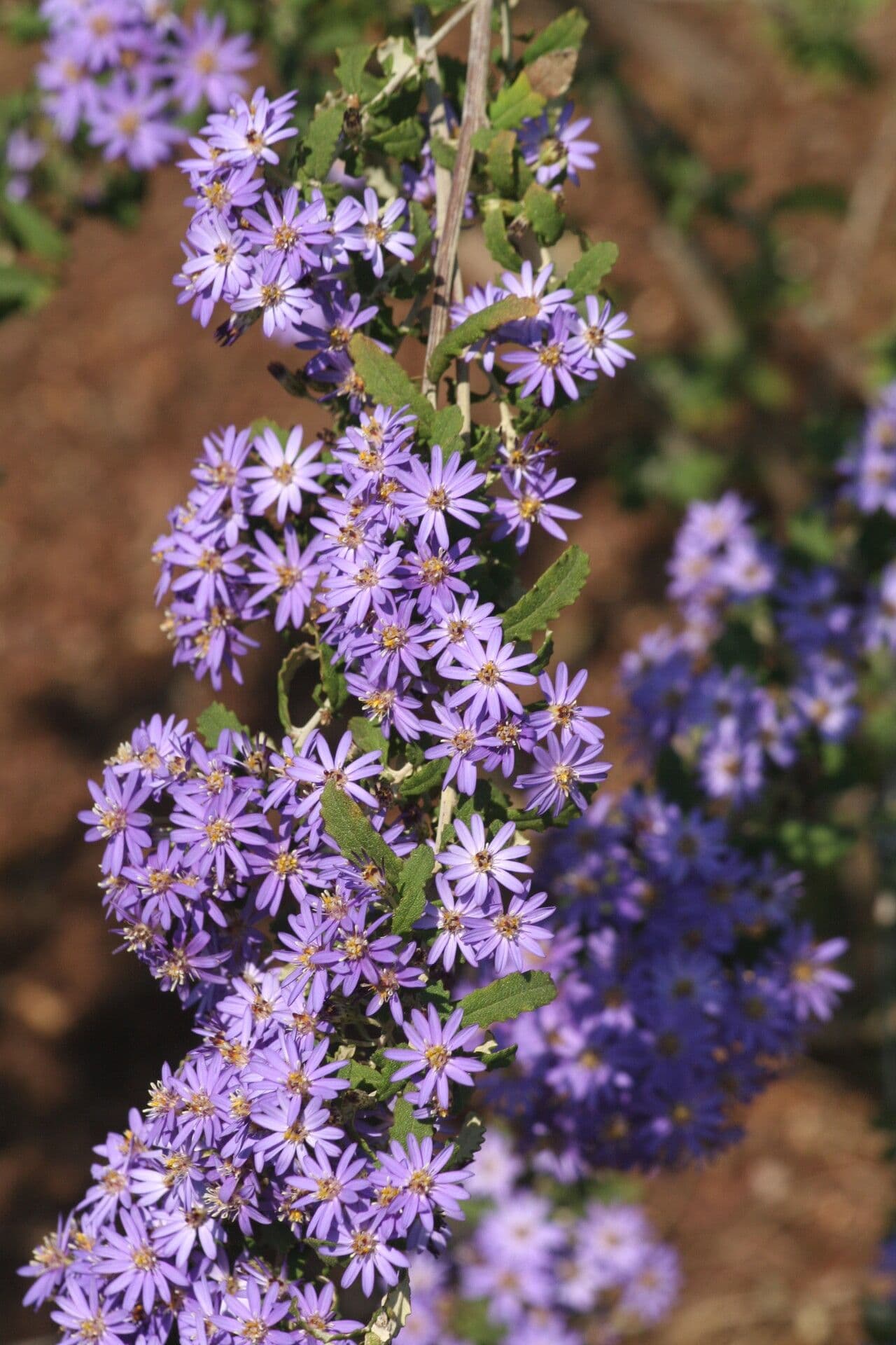 Olearia phlogopappa 3