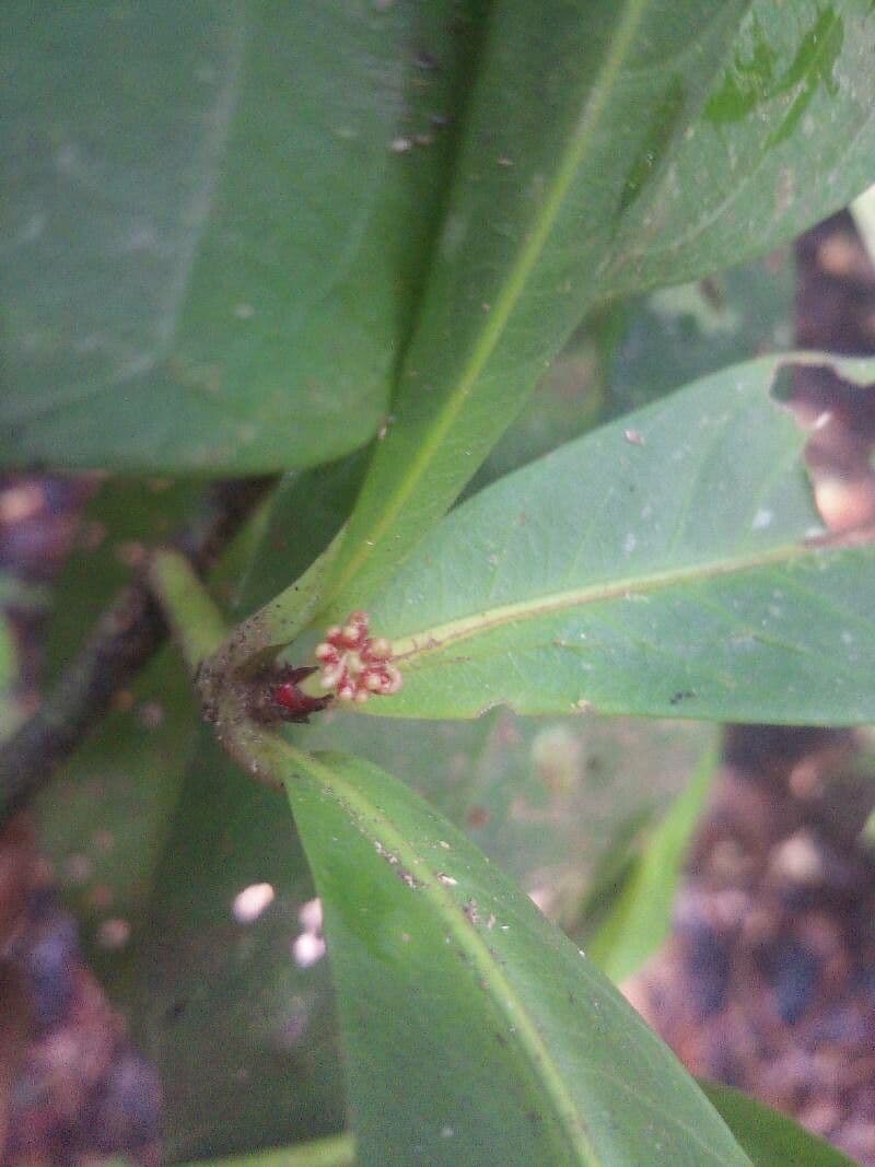 Ixora 2