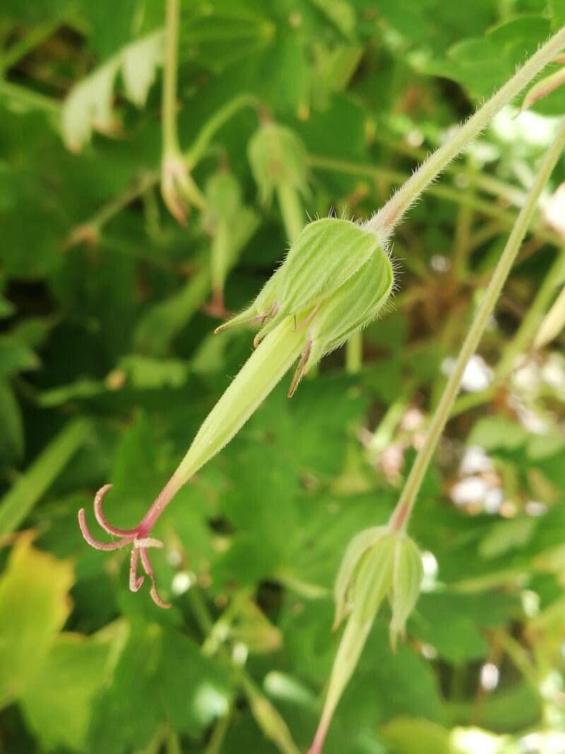 Géranium à larges pétales