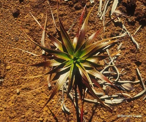 Dracophyllum 9