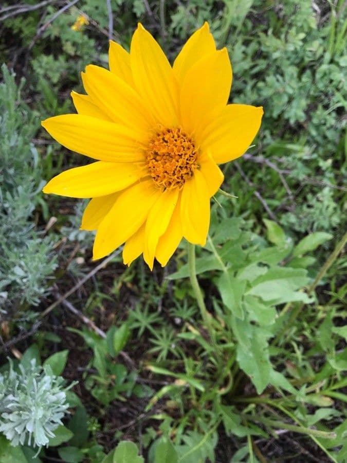 Wyethia 4