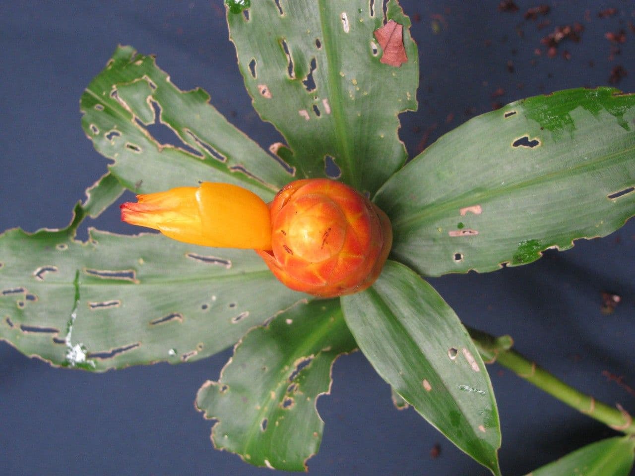 Costus 4