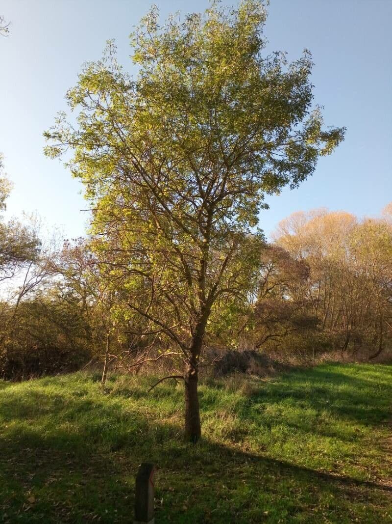 Schmalblättrige Esche 14