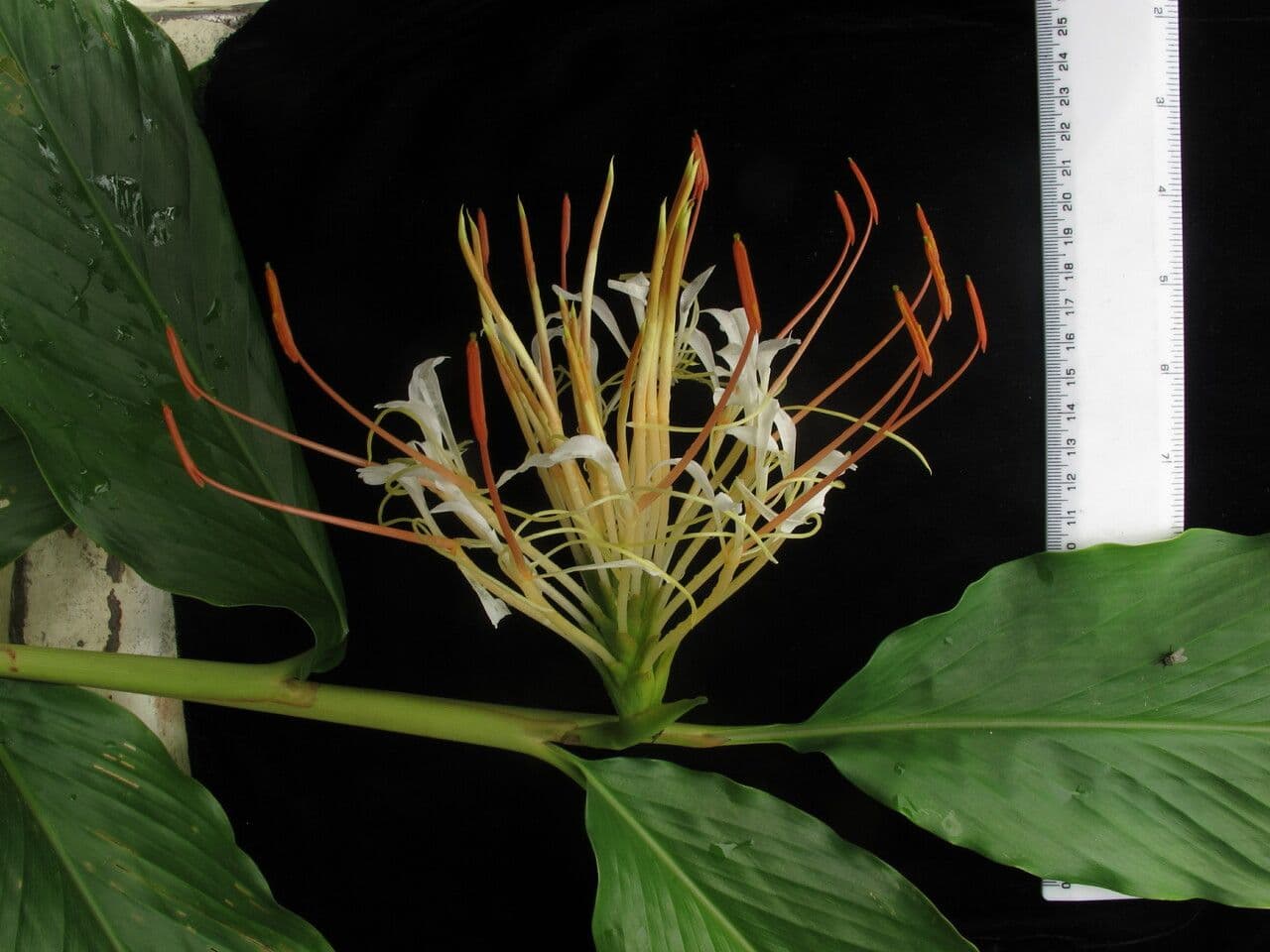 Hedychium 5