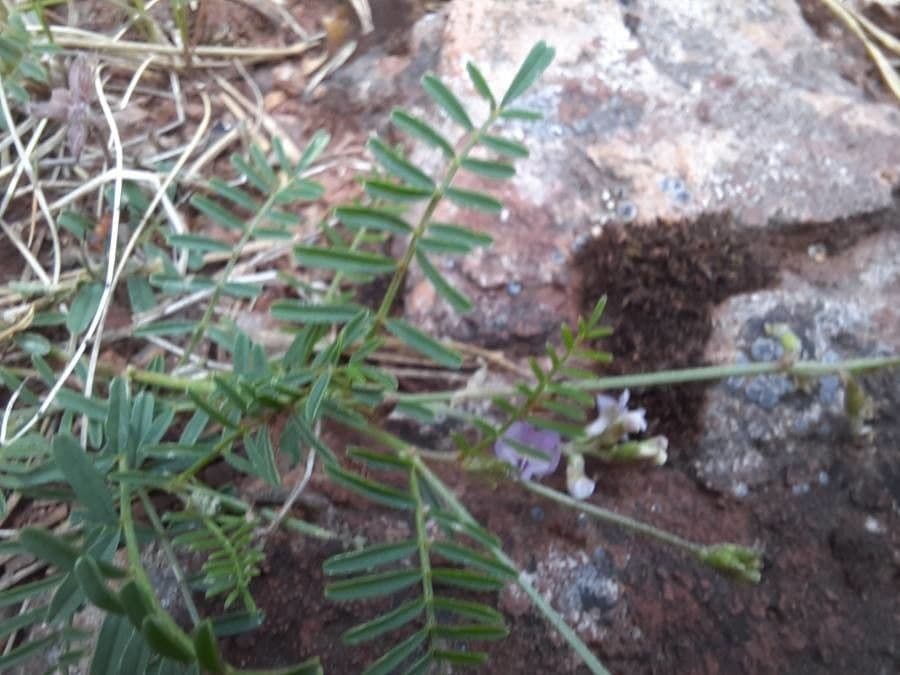 Astragalo austriaco 16
