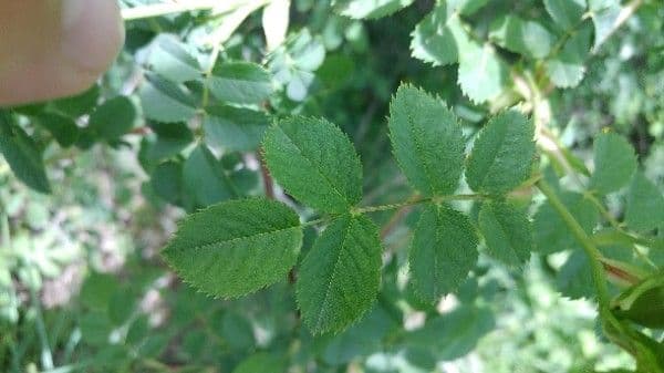Rosa selvatica comune 20