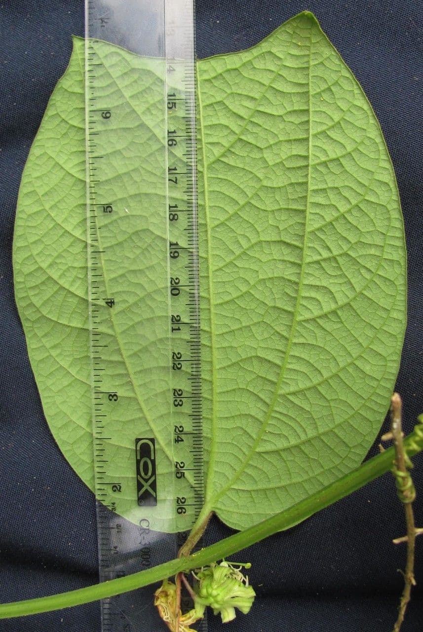 Passiflora 8