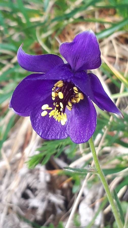 Aquilegia 2