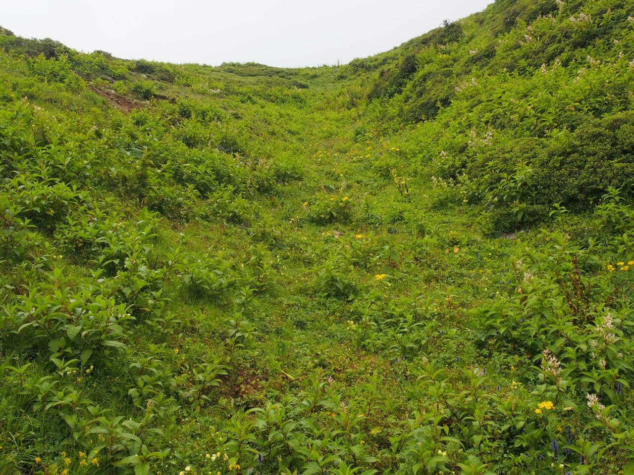 Pedicularis 6