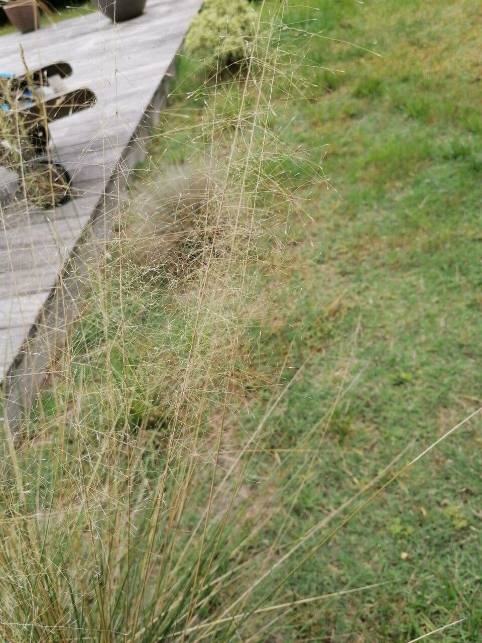 Eragrostis airoides 2