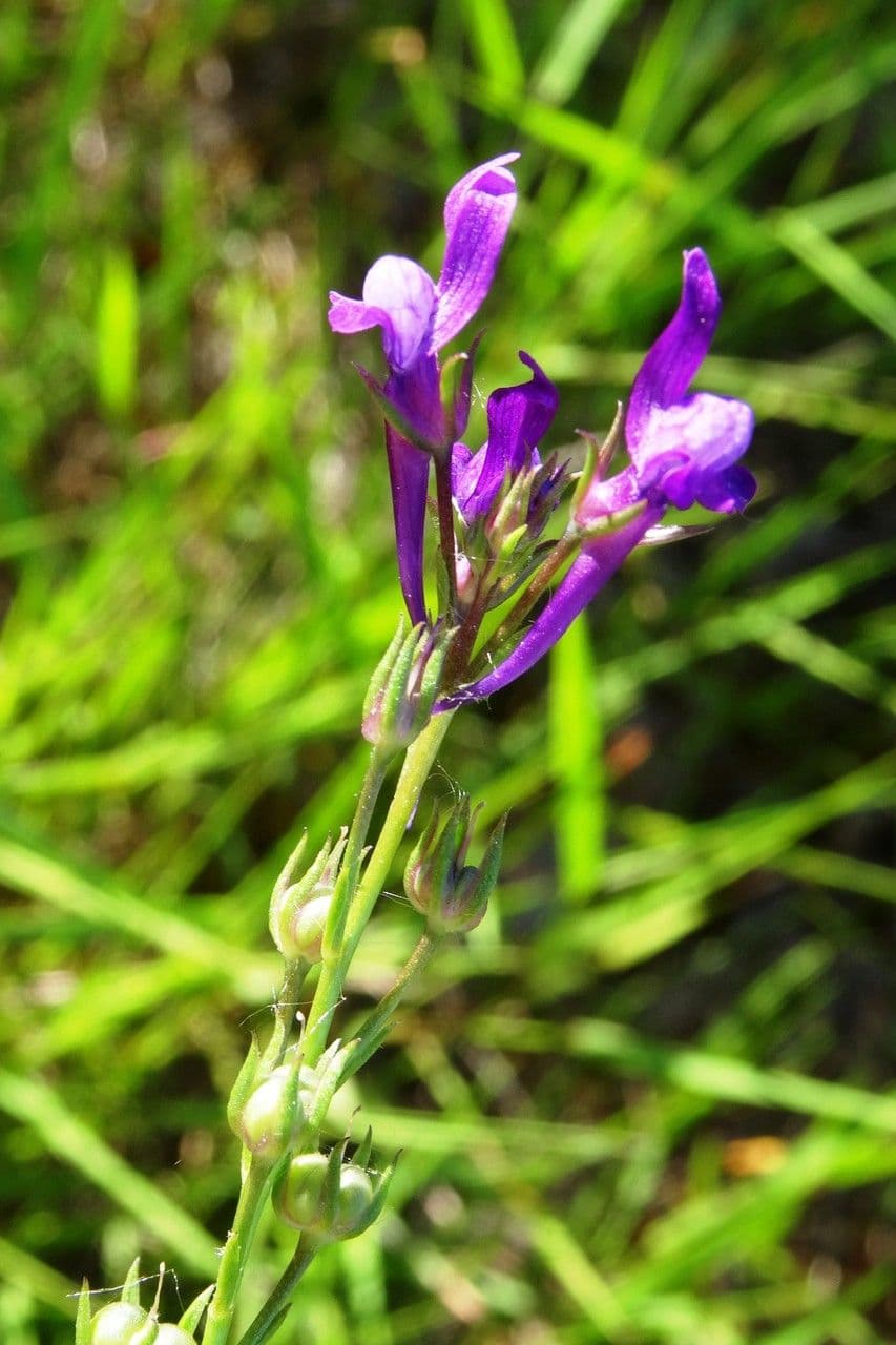 Lenec pelisseriana 5