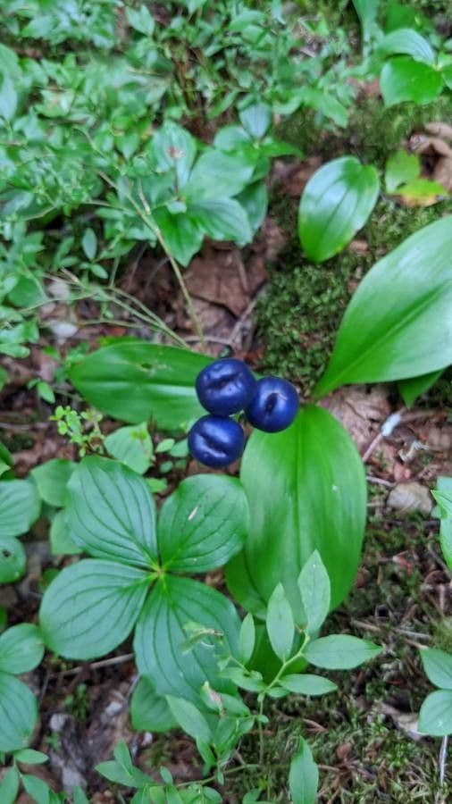 Clintonia boreale 5