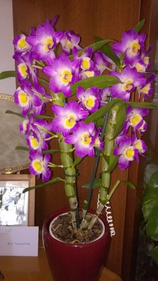 Vavřínovitý dendrobium 9