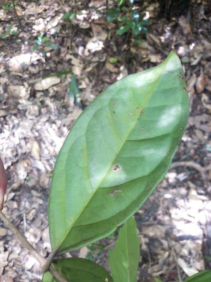Eugenia 3