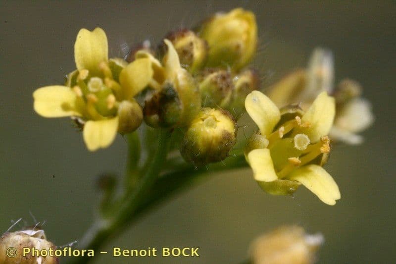 Draba lesná 7