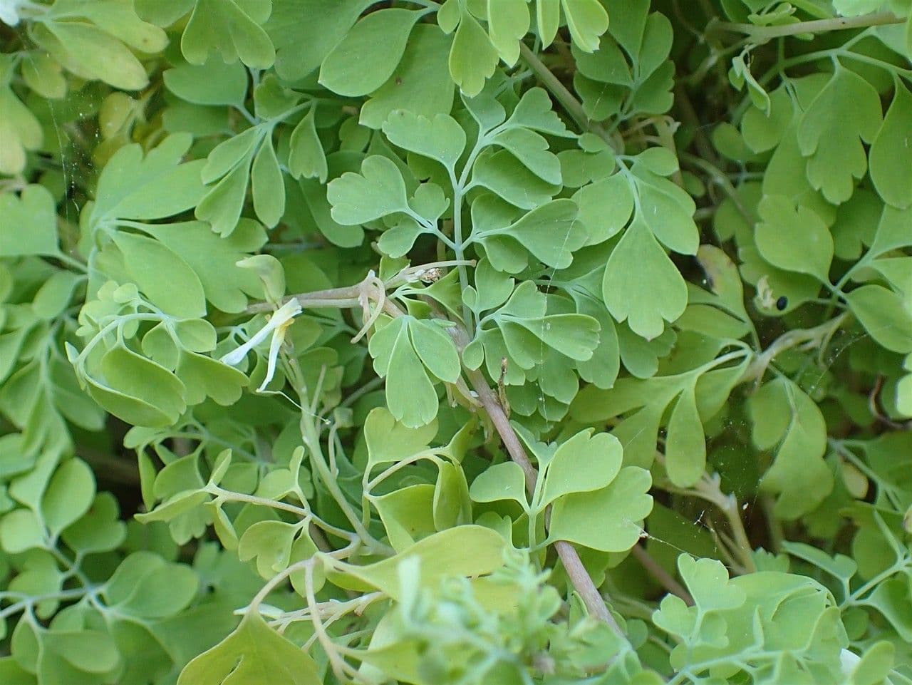 Corydalis blanca 9