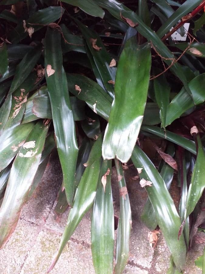 Aechmea 9