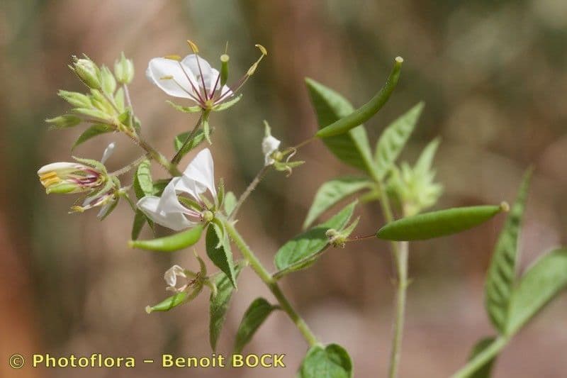 Fiore ragno spinoso 16