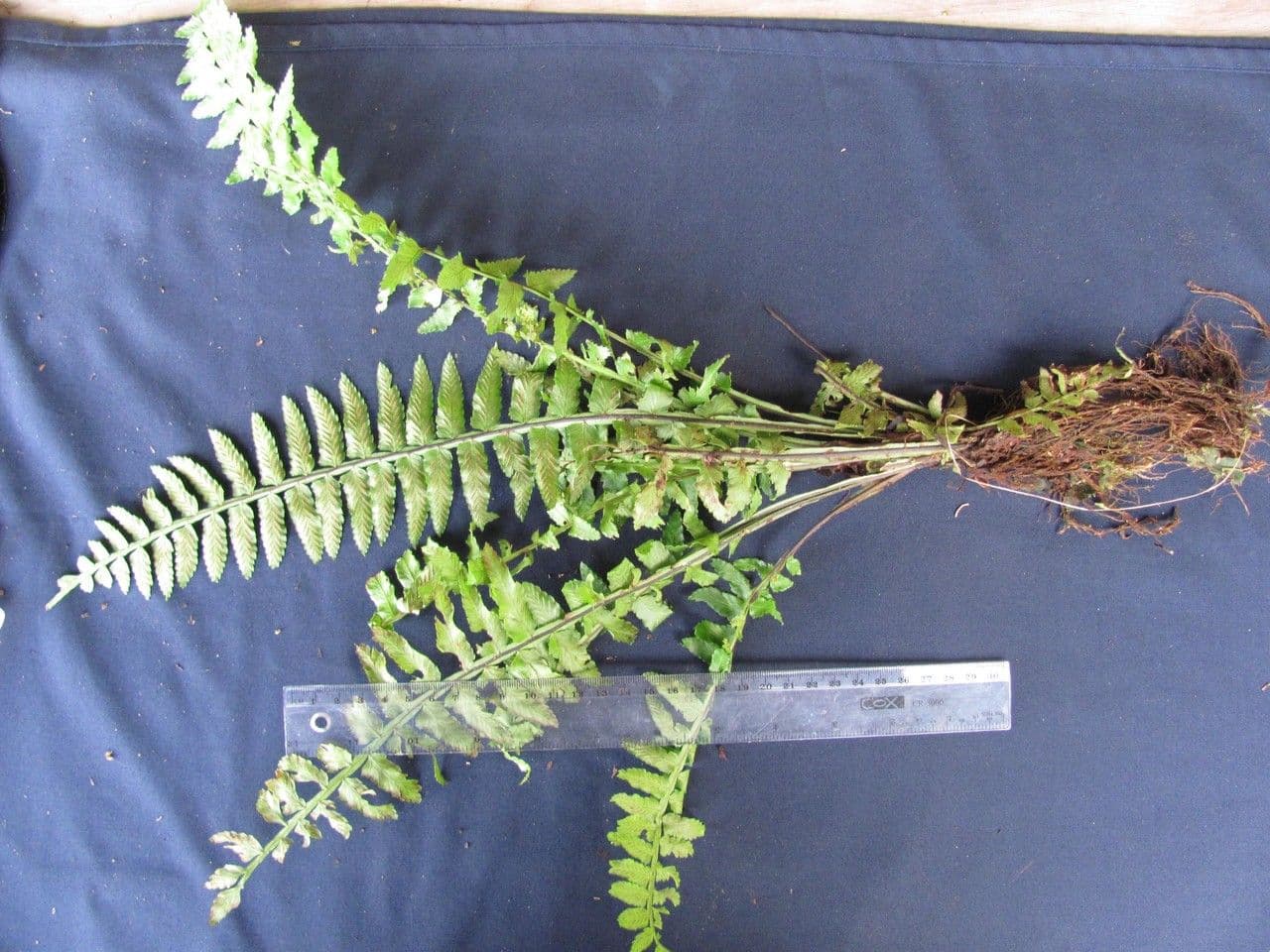 Asplenium 7