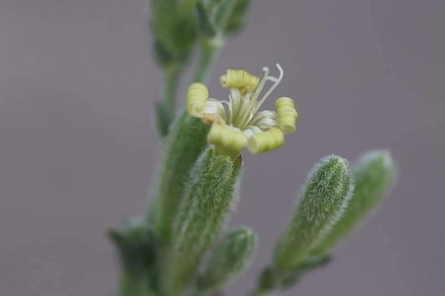 Silene