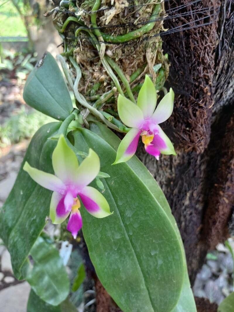 Phalaenopsis violacea 4