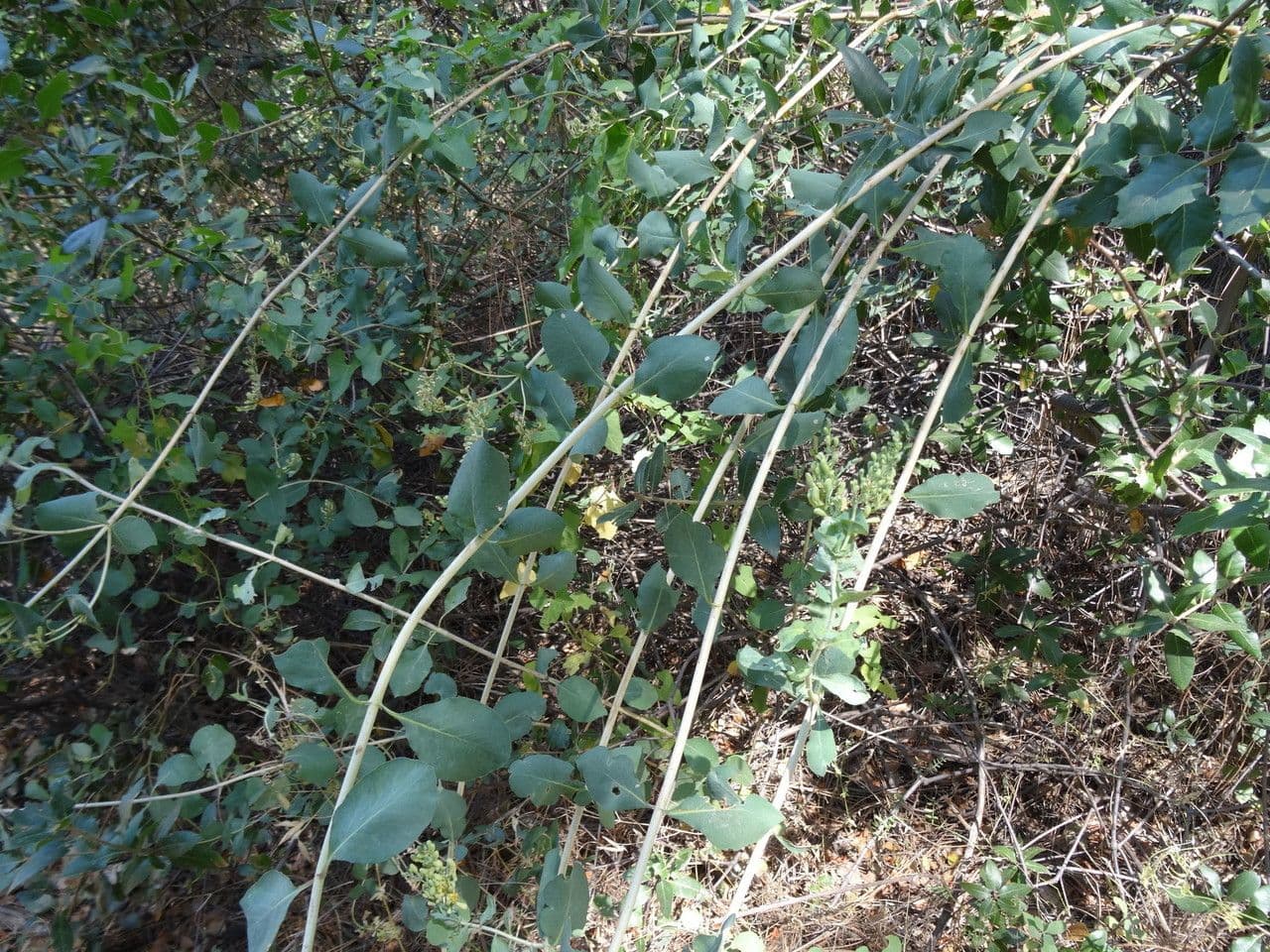 Caprifoglio 6