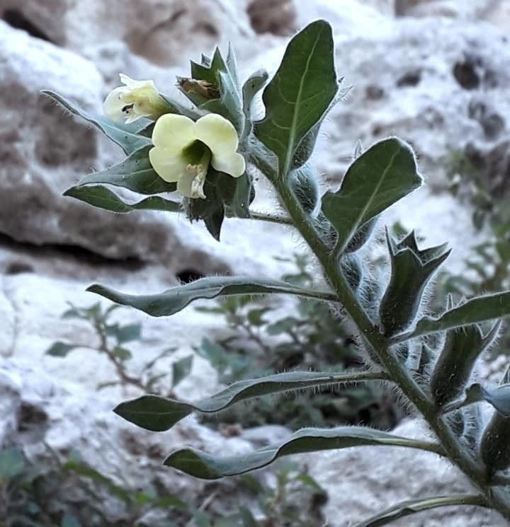 Beleño blanco 9