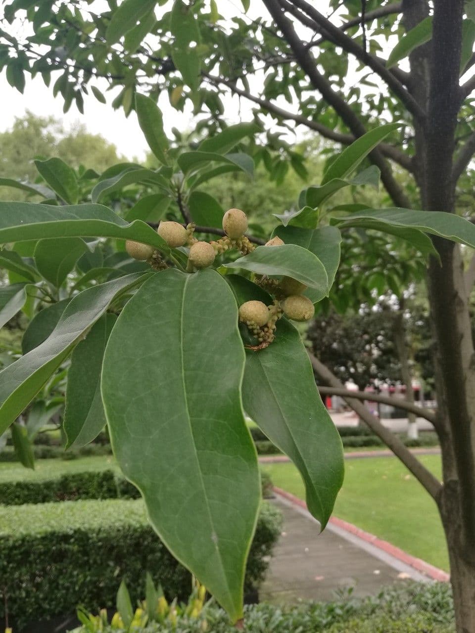 Magnolia