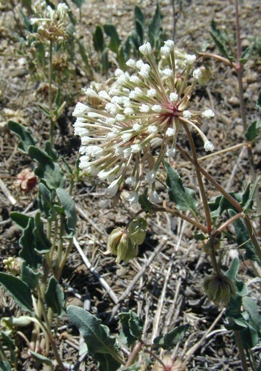 Abronia fragrante 12