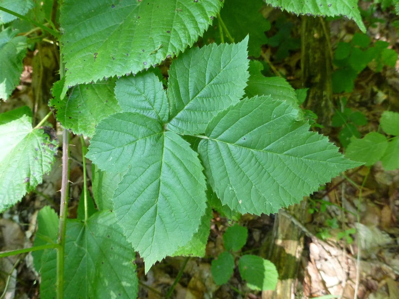 Rovo cuspido 2