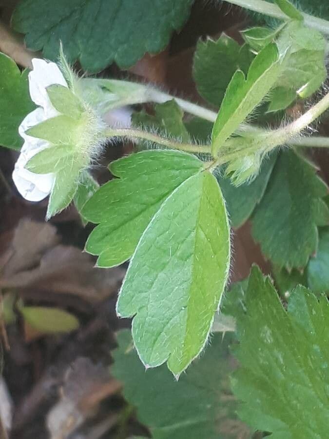 Strawberryleaf cinquefoil 17